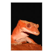 crested gecko stationery paper