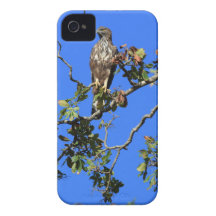 Crested hawk eagle Sri Lanka Case-Mate iPhone 4 Case