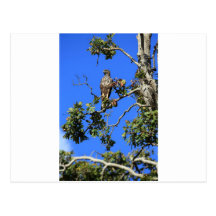 Crested hawk eagle Sri Lanka Post Card