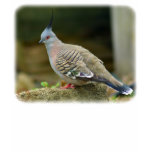 Crested Pigeon 9P013D-56 t-shirts