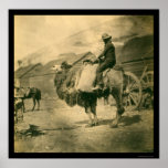 Crimean War Soldier on a Camel 1855 Poster