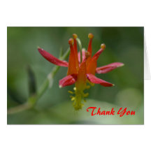 Crimson Columbine Flower, Pacific Crest Trail, CA Greeting Card
