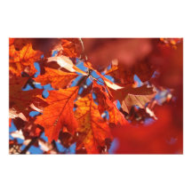 Crimson Fall Art Photo