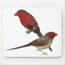 Crimson Finch (black-bellied) Pair Mouse Pad