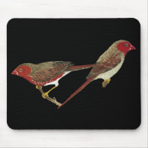 Crimson Finch (white-bellied) Pair Mouse Mat
