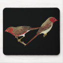 Crimson Finch (white-bellied) Pair mousepads