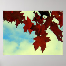 Crimson Maple Posters