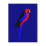 Crimson Rosala - Australian Parrot Post Card