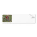 Crimson Rosella 9Y201D-025 bumper stickers