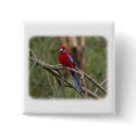 Crimson Rosella 9Y201D-025 buttons