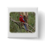 Crimson Rosella 9Y201D-025 buttons