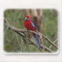 Crimson Rosella 9Y201D-025 mousepads