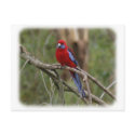 Crimson Rosella 9Y201D-025 postcards