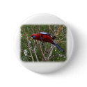 Crimson Rosella 9Y209D-192 buttons