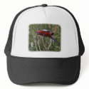 Crimson Rosella 9Y209D-192 hats