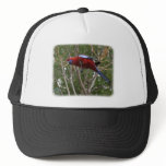 Crimson Rosella 9Y209D-192 hats