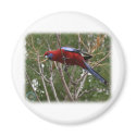 Crimson Rosella 9Y209D-192 magnets