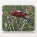Crimson Rosella 9Y209D-192 mousepads