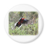 Crimson Rosella 9Y520D-062 Refrigerator Magnets