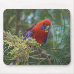 Crimson Rosella Mouse Pad