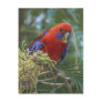 Crimson Rosella Post Card