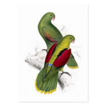 Crimson-Winged Parrakeet (Female and young male) b Business Card Template