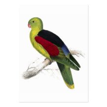 Crimson-Winged Parrakeet (Male adult) by Edward Le Business Card Template