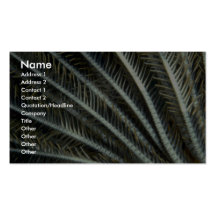 Crinoid arms reaching into the current to collect business cards
