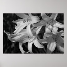 Crinum Black & White Poster
