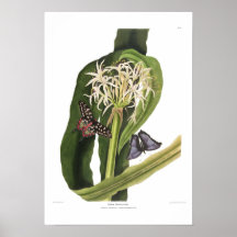 Crinum pedunculatum posters