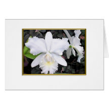 Crisp White Orchids in a Shady Garden Blank Cards