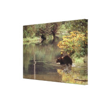 Critters - Bears - Salmon River Grizzly Gallery Wrapped Canvas