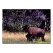 Critters - Buffalo Greeting Card