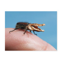 Crocobug