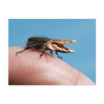 Crocobug postcards