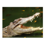 Crocodile and Caiman from Junglewalk.com Post Card