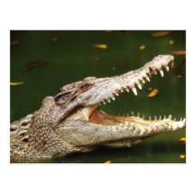 Crocodile and Caiman from Junglewalk.com Post Card
