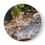 Crocodile buttons