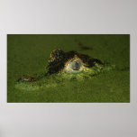 Crocodile eyes print
