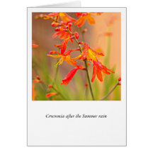 Crocosmia after the Summer rain Cards
