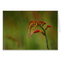 Crocosmia cards