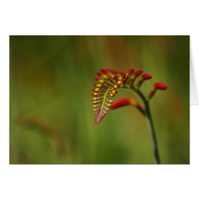 Crocosmia Greeting Card by Flowerpixels