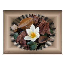 Crocus 58 ~ postcard