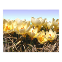 Crocus 96b ~ postcard