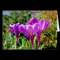 Crocus again cards