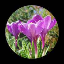 Crocus again magnets