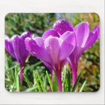 Crocus again mousepads