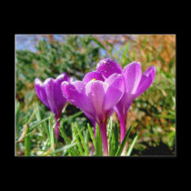 Crocus again postcards