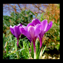 Crocus again posters