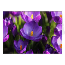 Crocus Cards